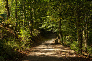 path in the forest