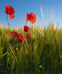 Obraz premium The poppies in a wheat green field