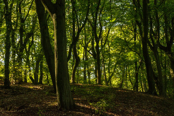 morning in the forest