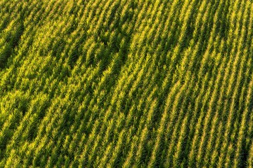 Green summer field with corn plants from above