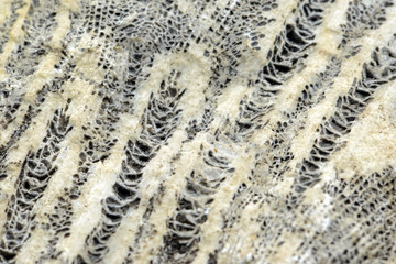 fossilized coral stone texture