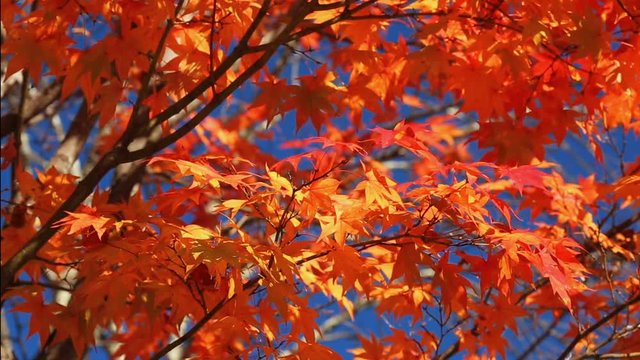 Japanese red maples sway in wind against blue sky and autumn forest.