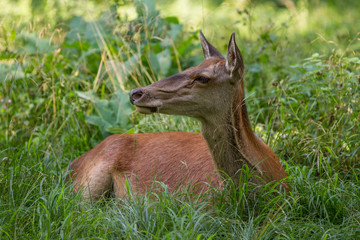 Rothirsch-Kuh, liegend (Cervus elaphus)