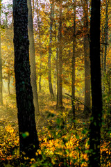 Höstmorgon i bokskog med dimma