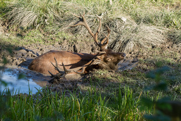 Rothirsch im Schlamm (Cervus elaphus)