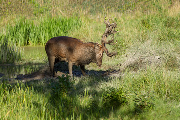 Rothirsch am Schlammloch (Cervus elaphus)