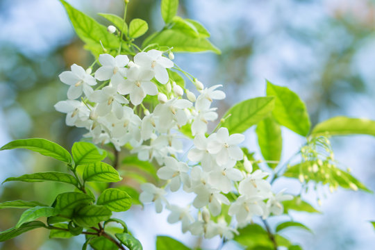 beautiful bunch of white wrightia religiosa benth flower background
