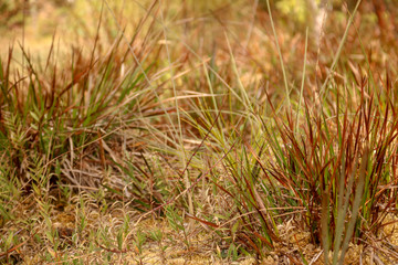 Grass,nature,Plants