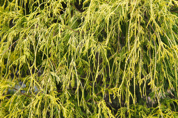 Chamaecyparis pisifera filifera nana false cypress green plant