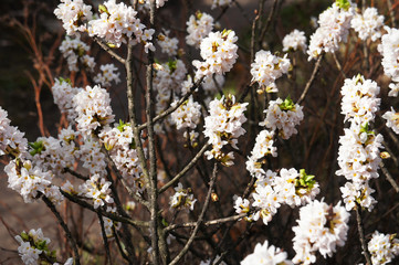 Daphne mezereum or february daphne  or spurge laurel or spurge olive white flowers