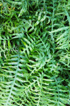 Microsorum diversifolium fern plant