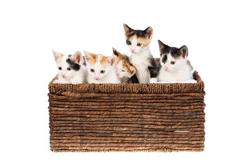 Fototapeta na wymiar Five two months old cute and funny calico kittens sitting in a wicker basket, isolated on white background