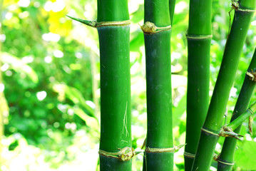 Fototapeta premium Close up on green bamboo with thorns, abstract soft focus natural background