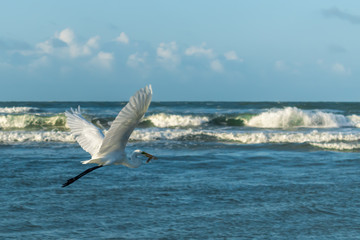 heron in flight with fish in beak