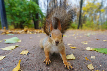 Cheerful squirrel plays © Yury and Tanya