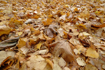 Rustling autumn has come
