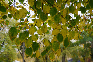 The branch of birch at the autumn time