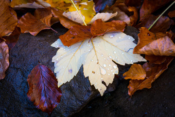 nice wet autumn leafage on stone