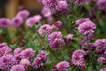 Many flowers are bright purple and lilac with a blurred background