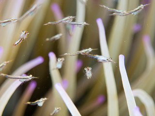 gambas entre anemones