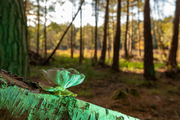Lone Oyster mushroom on fallen birch 1