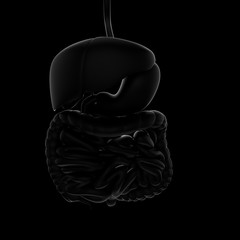 3D illustration of human digestive system black background. Front view