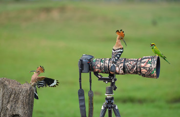A Hoopoe on Stump but A Hoopoe and A Little Green Bee-eater are on the camera.