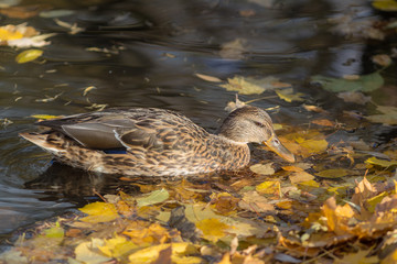 portrait of a duck in the fall