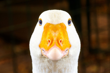 Portrait of a white geese with an orange beak. Breeding poultry for meat. Goose as a security...