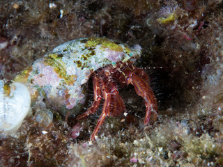 cangrejo marino con macro