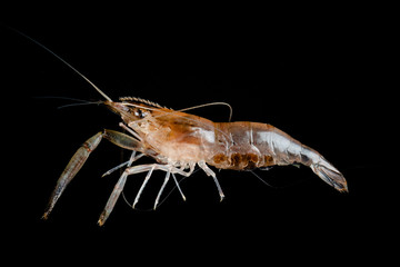 Closeup Fresh shrimp isolated on black background. Macro