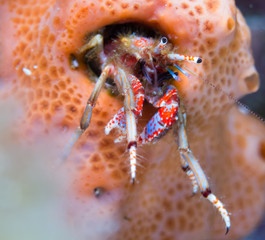 cangrejo marino con macro