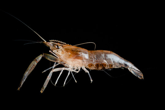 Live Shrimp Images – Browse 9,977 Stock Photos, Vectors, and Video