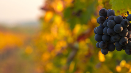 Autumn colors in the vineyard