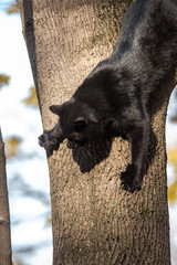 Black cat on a tree