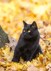 Naklejka na ściany i meble Black cat in leaves