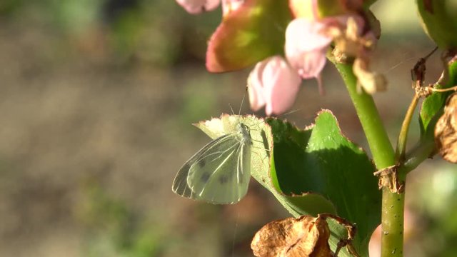 Close-up of Artogeia napi (Pieris napi) autumn white butterfly sitting on a green leaf of Begonia grandis in the foothills of the North Caucasus