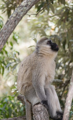 black faced vervet monkey