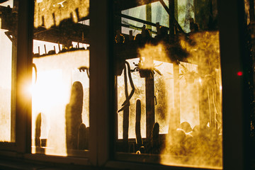Fototapeta premium Silhouettes of flowerpots with cactuses on the shelves in the greenhouse under bright yellow autumn sunlight seen through the window. Abstract fall concept. Beautiful day in October