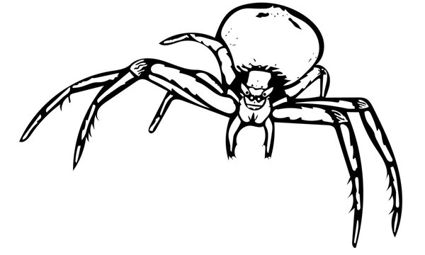 recommend clip art: Monochromatic Crab spider