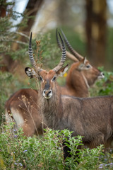Waterbuck in forests