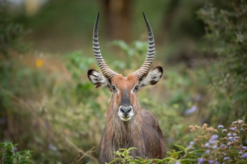 Waterbuck in forests