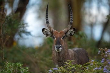 Waterbuck in forests