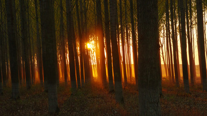 Forest lit with mystic sunset