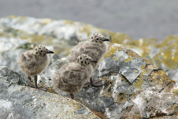 Chicks of great black-backed gull (Larus marinus)