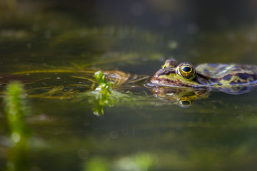 Teichfrosch