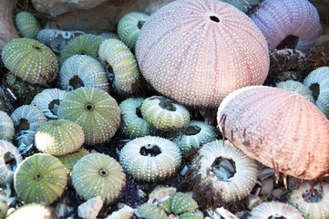 Seeigel