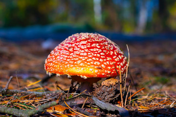 fly agaric in the forest