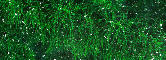 Green fir tree winter christmas background. Branches texture. Forest snow fall magic