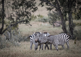 zebra playing in bush